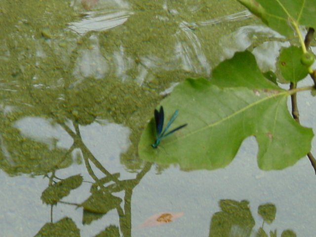Blurry close-up of a blue dragonfly