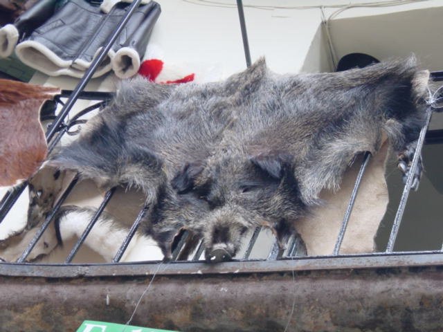 Flat boar (fur carpet)