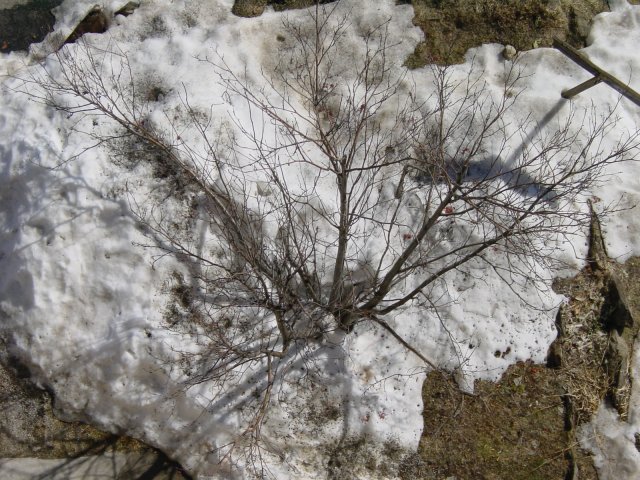 Arbre vu du dessus