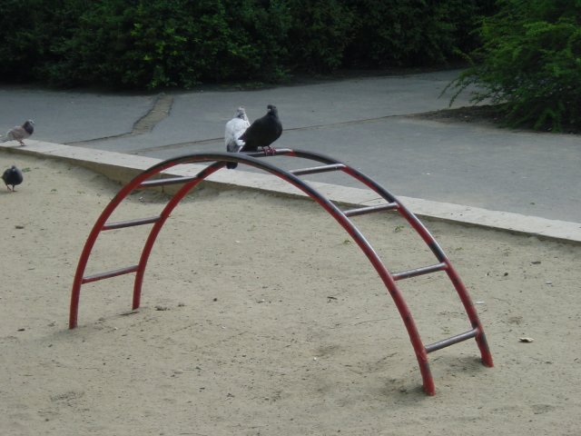 Pigeons on a children's game in a park