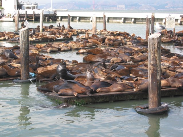 Sea Lions at Pier 39