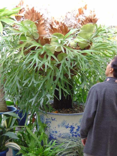 Local woman looking up at the huge plant in a large pot