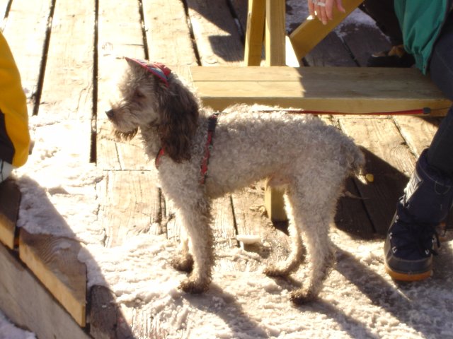 Caniche a casquette
