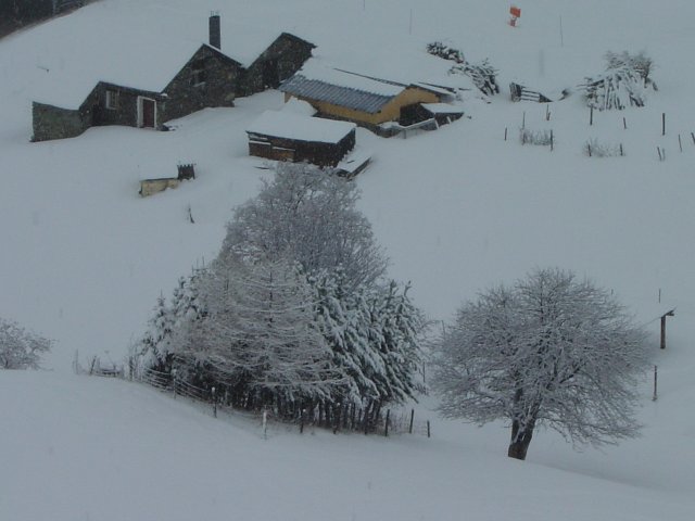Arbres et maisons enneigees