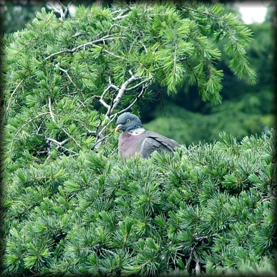 Close-up of a pigeon in a pine tree