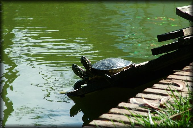 Two turtles looking up lazily on their wooden planks by the water of the pond.