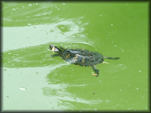 Turtle and shadows on the water.