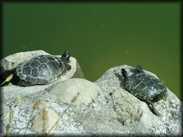 Sunbathing turtles on rocks by the water.