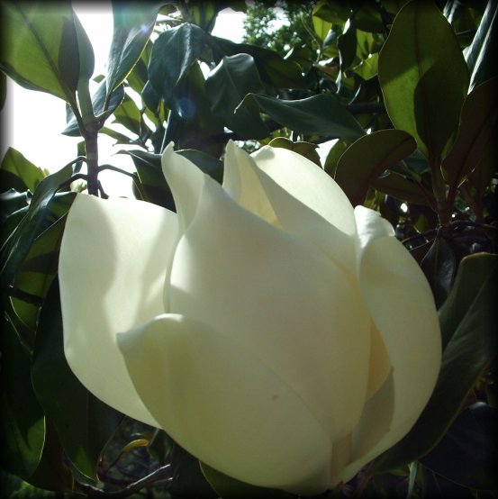 Close-up of a magnolia flower.