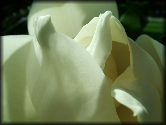 Close-up of a magnolia flower.