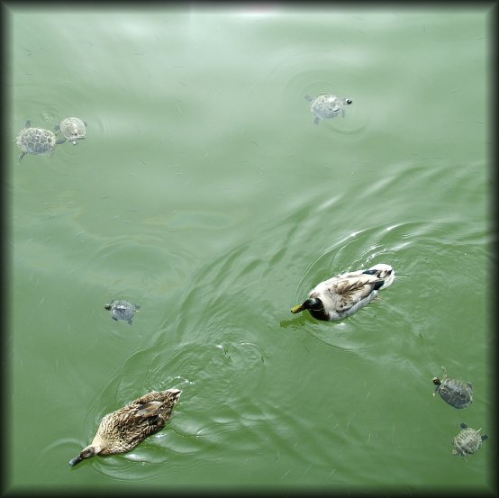 Ducks too are swimming in the pong amidst the turtles.