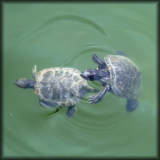 How about now?... Two turtles, one behind the other.