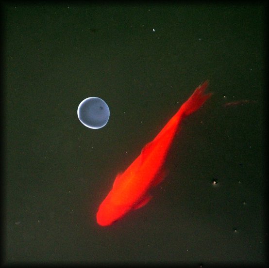 Fishary orbit. In a pond there was this round stuff that looks like jellyfish or just stuff. The fish was orbiting around it. (Really, it just happened to swim by). (processed version)