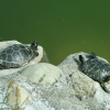 Sunbathing turtles on rocks by the water.