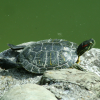 Turtle sunbathing on a rock by the water.