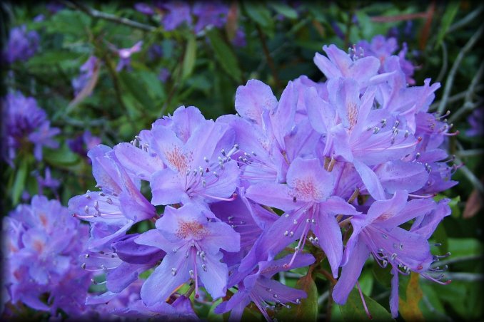 Mauve flowers