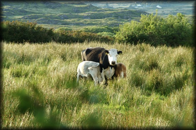 Cow and calves. Aren't they cute?