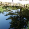 A big tree reflected in very still water. Wendy and her reflection.