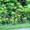 A rusty bicycle abandoned in the shrubberies next to the road.