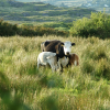 Cow and calves. Aren't they cute?