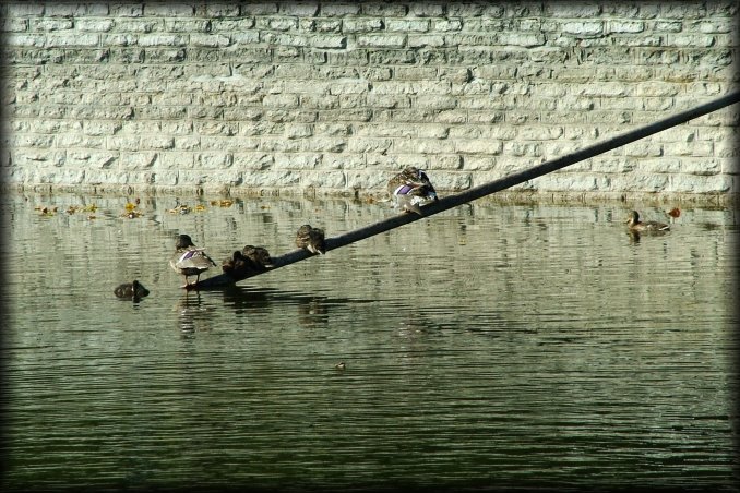 Ducks perched on a plank, just above the water of the swan lake.