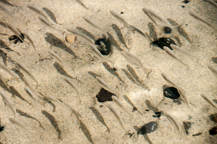 Fish & shadows