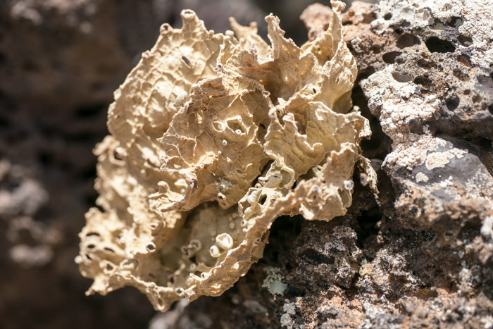 Lichen & rock