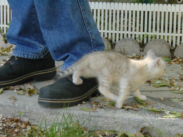 Emu walking on Stephane's foot