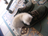 Emu attacking Steph's shoes
