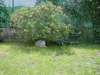 Emu under a bush in the garden