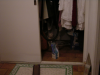 Chat s'appropriant le dressing