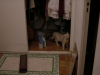 Emu dans le dressing