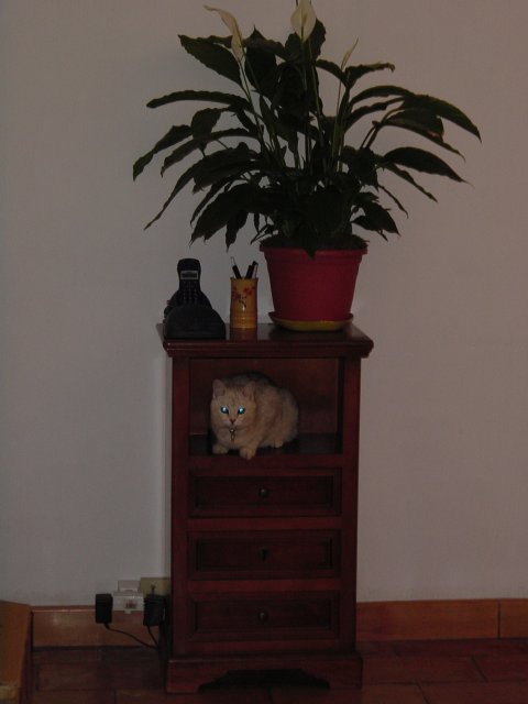 Le meuble a telephone (et a chat!)