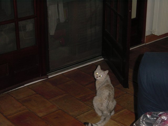 Emu devant la moustiquaire de la grande fenetre du salon: "vous allez me laisser sortir et gambader a la fin??!"