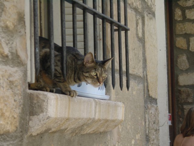 Le chat sur le rebord de la fenetre, la tete entre les barreaux