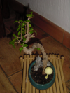 A wild mushroom rising next to my bonsai
