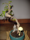 A wild mushroom rising next to my bonsai