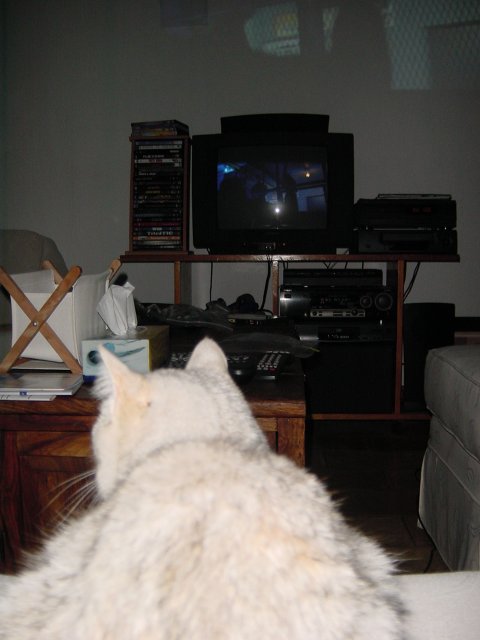 Behind the cat
