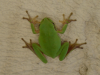 Frog!, Aug. 2002