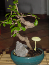 Mushroom vs. bonsai, Aug. 2002