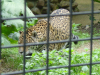 Cheetah