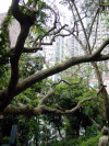 Tangled tree branches and buildings at the back