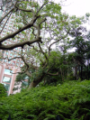 Tangled tree branches and buildings at the back