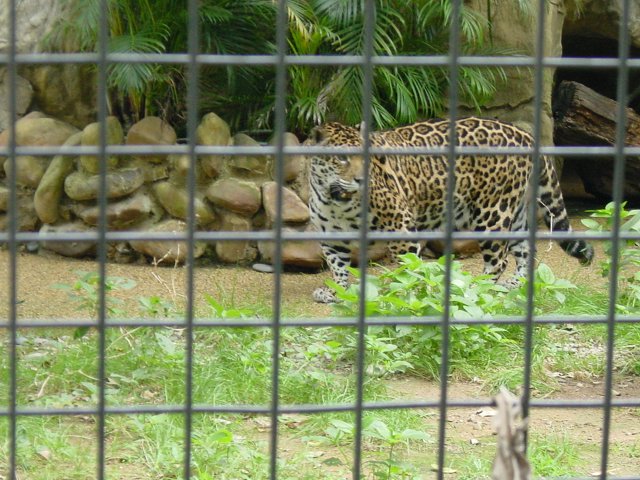 Cheetah