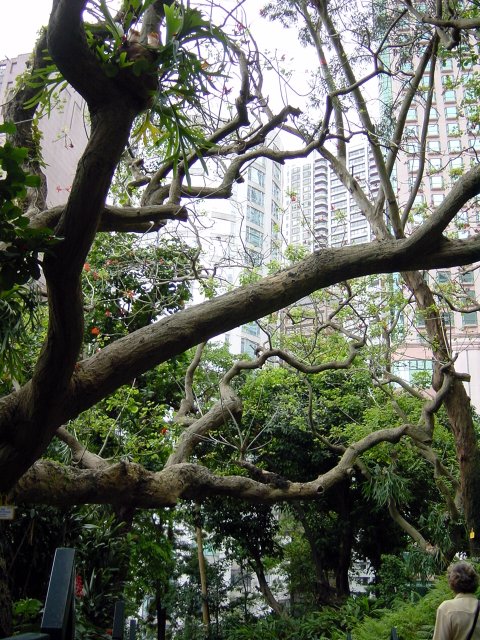 Tangled tree branches and buildings at the back