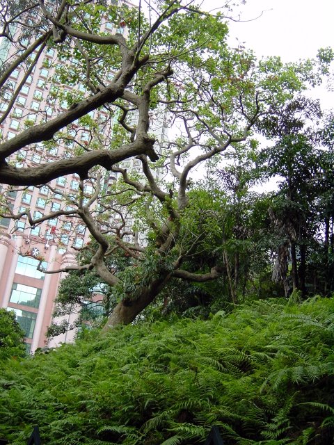 Tangled tree branches and buildings at the back