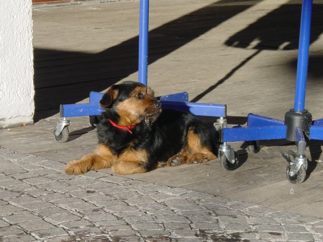 Teckel