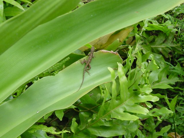 Lizard on a large leaf