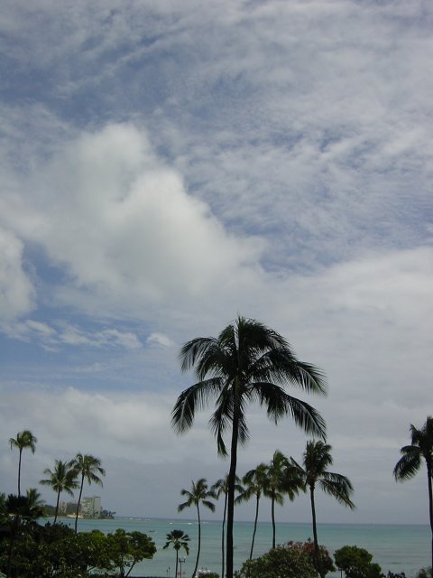 Blue sky, palm tree and ocean