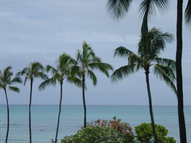 Palm trees, blue sky and ocean